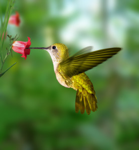 Hummingbird Information- Helpful information about the popular hummingbird!