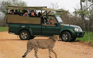 Kruger National Park-Where to Stay and What to Do