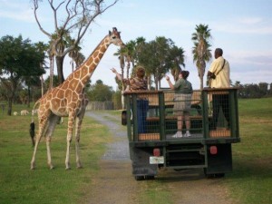 Serengeti Safari  - Memories and Miscommunications