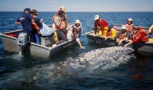 Whale Watching - 5 Things You Should Know
