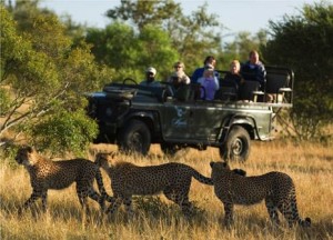 African Safaris - Where To Go?