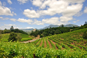 California Wine - Sonoma county vineyards