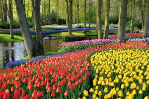 Holland – The Keukenhof Gardens